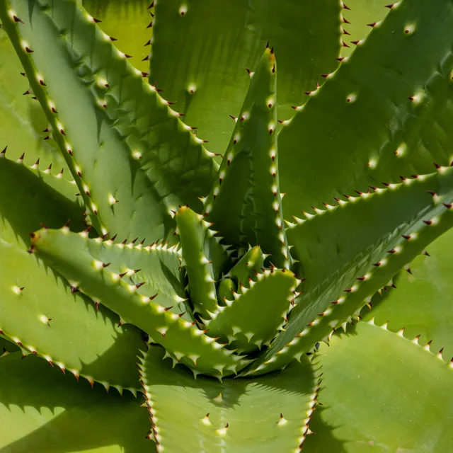 Aloe Vera (leaf) — a SodaMelt ingredient